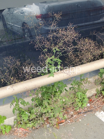 lettuce, wall